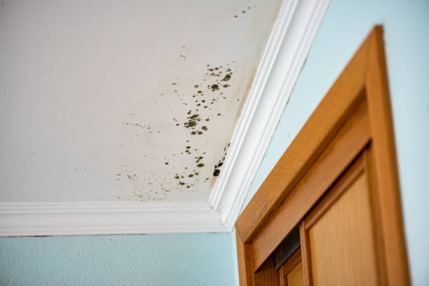 Best Emergency Mold Removal  in Kuna, ID