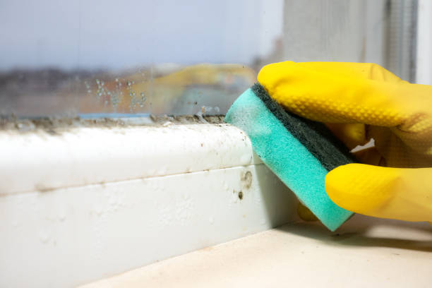 Best Black Mold Removal  in Kuna, ID